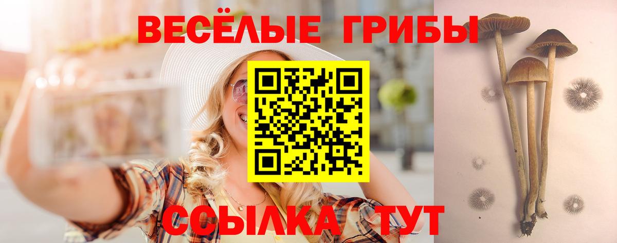 Псилоцибиновые грибы Psilocybe Улан-Удэ